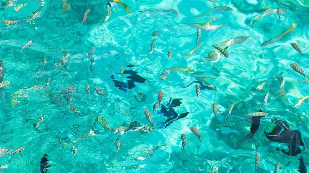 The Marlin At Taino Beach Resort Φρίπορτ Εξωτερικό φωτογραφία